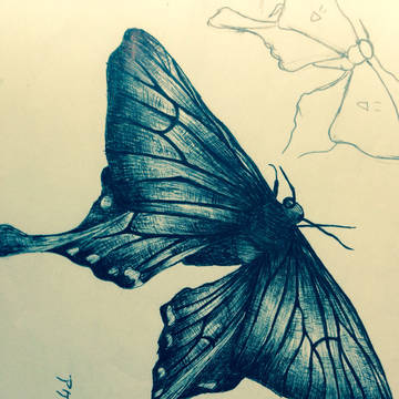 下描きなしでアゲハモドキ描いた