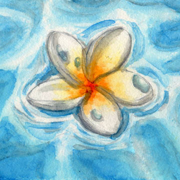Plumeria