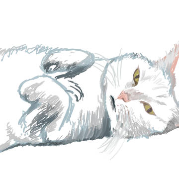 ウチの猫
