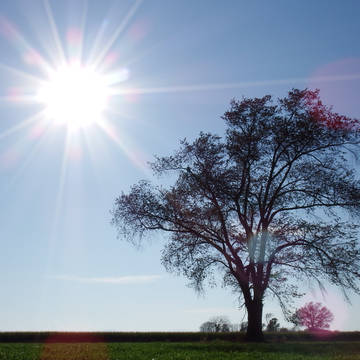 太陽と樹