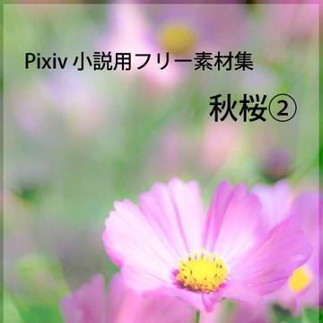 秋桜②