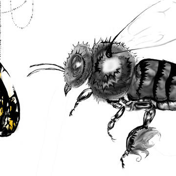 honey bee 2