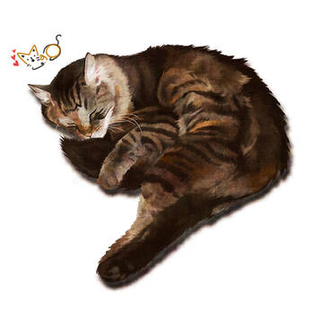猫