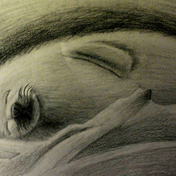 sleeping sea lion
