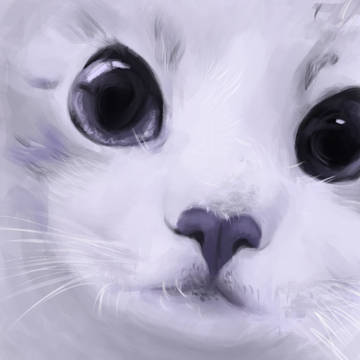 Kitty study