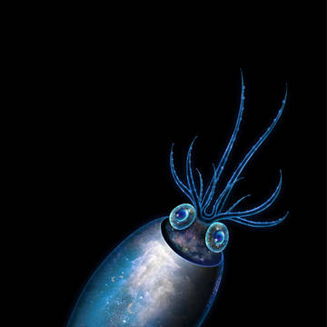 空想硝子ノ深海魚図鑑-file:01-