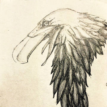 ワシ