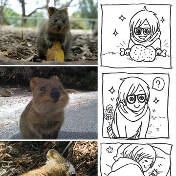 Quokka