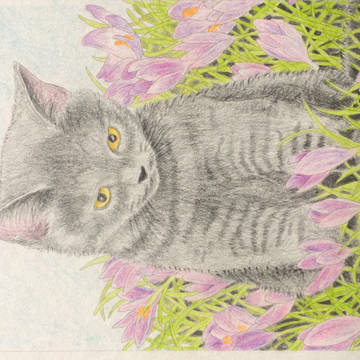 ねこ