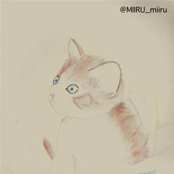 子猫