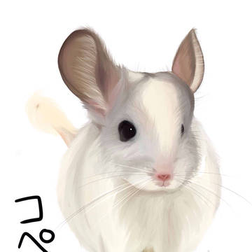 チンチラちゃん