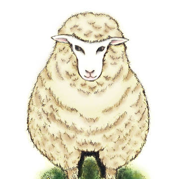 羊年
