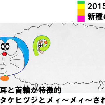 2015年ドラタケヒツジ