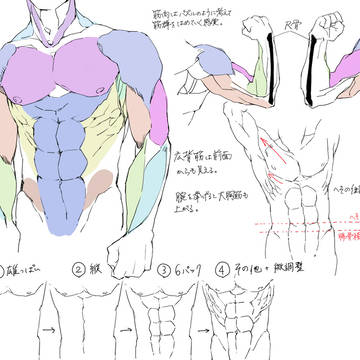 個人的筋肉の描き方