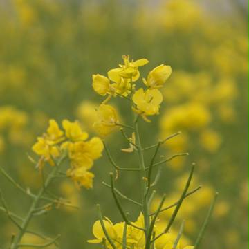 フリー写真素材【春の花】