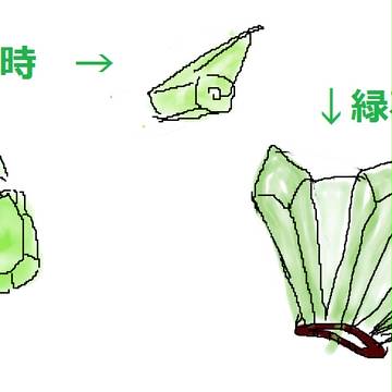 扇子?いいえ、武器です。