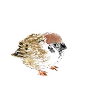 すずめ