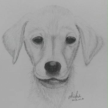 犬