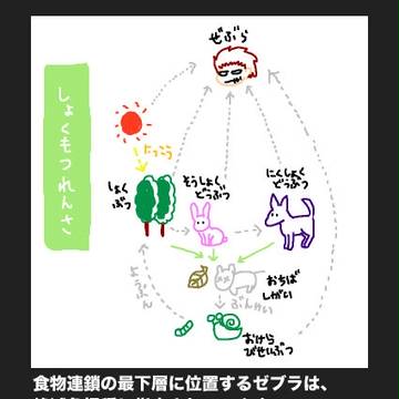 トリコ ゼブラの生態とココマ