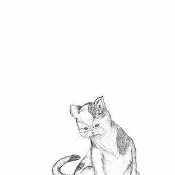 貓