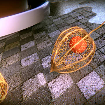 Physalis
