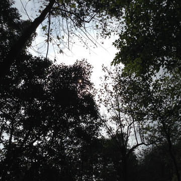 森林