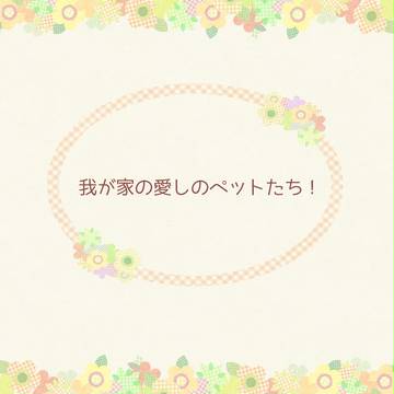我が家の愛しのペットたち!
