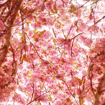【フリー素材】写真素材246　八重桜の加工素材　桜25
