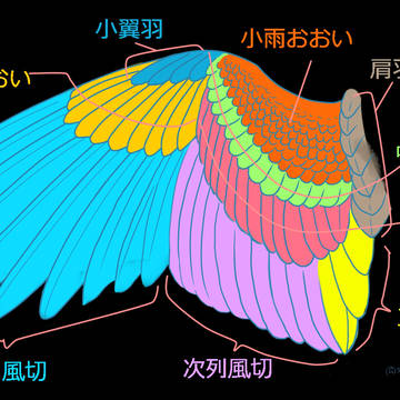 基本の翼