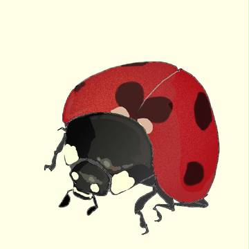 テントウムシ