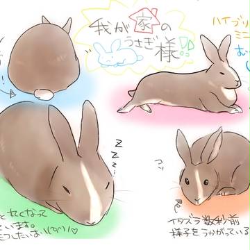 我が家のうさぎ様①