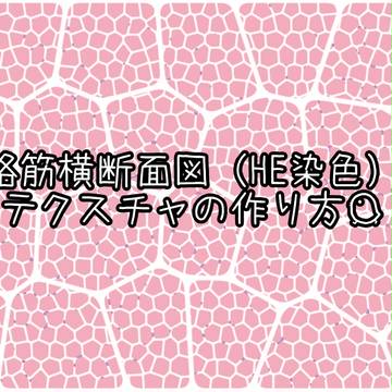 【フォトショ】骨格筋横断面図(HE染色)風テクスチャ?の作り方