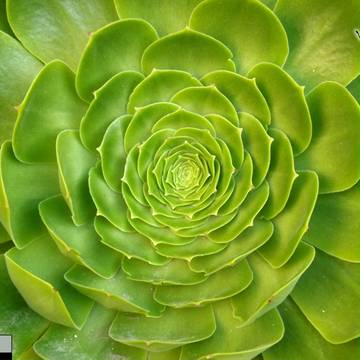Hipnotismo Natural