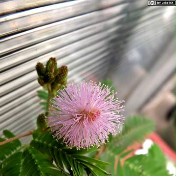 Paracaidas Rosa