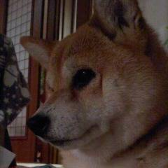 うちの犬ｓ　※写真注意