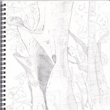 木