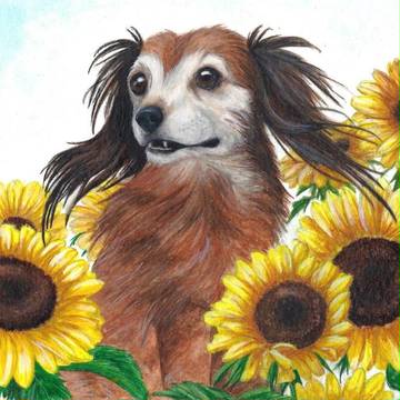 Sunflowers & Daisy