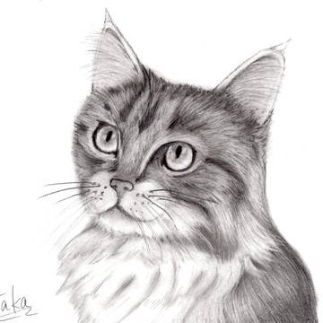 猫の鉛筆画