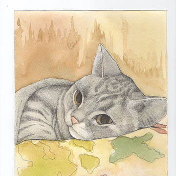 Cat Collection
