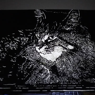 飼い猫