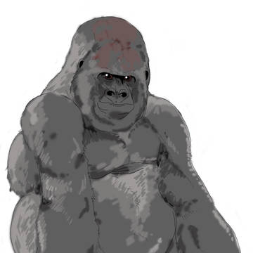 ゴリラ