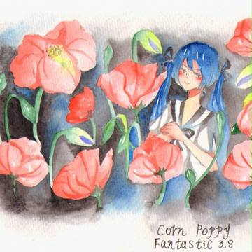 CORN POPPY