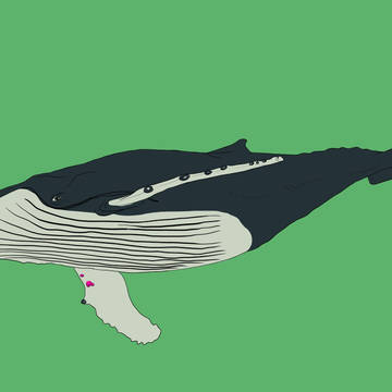 座頭鯨 humpback whale
