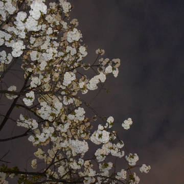 夜桜