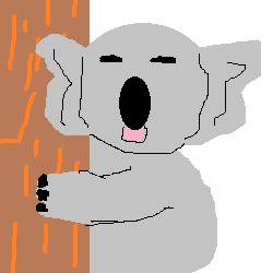 コアラ