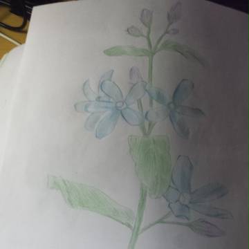 彩铅画