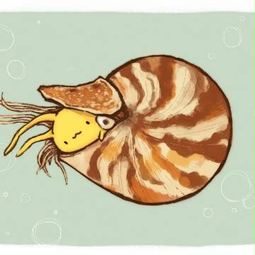 オウムガイ