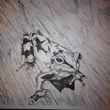 カエル 手書き