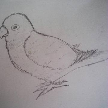 ボタンインコ
