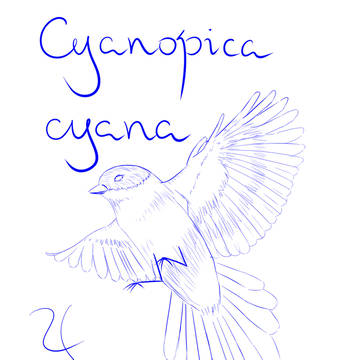 UNFINISHED Cyanopica cyana